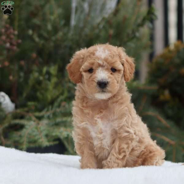 Gracie F1B, Mini Goldendoodle Puppy
